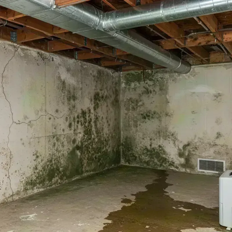 Professional Mold Removal in Overland, MO